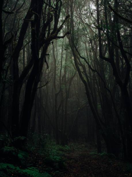 istock Vertical shot of tall trees in a forest surrounded by plants 1440029301