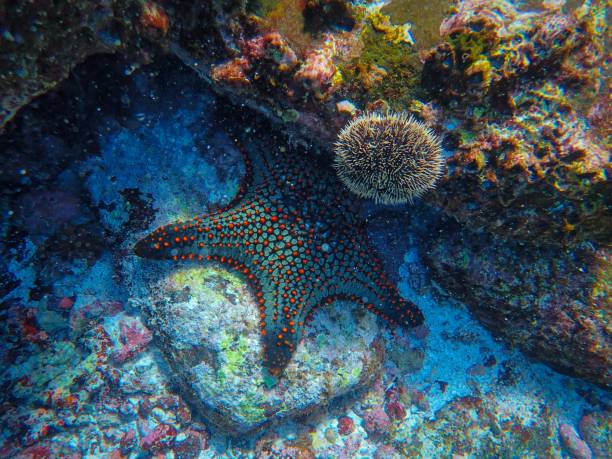 istock Beautiful shot of blue with red dots echinoderms on a rock underwater 1440029311