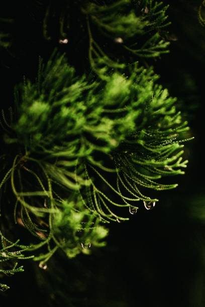 istock Closeup shot of pine needles in a dark forest with dewdrops on them 1440029552
