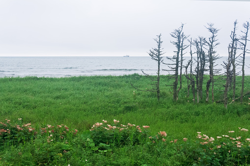 coastal landscape of Kunashir island with dwarf trees curved by the wind