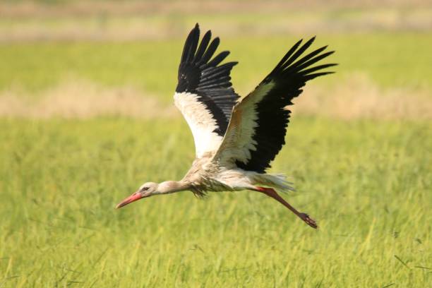 istock Selective shot of a white stork flying above grass 1440029674