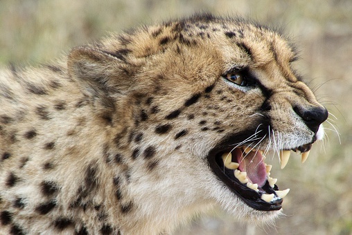A selective closeup shot of a cheetah with open mouth