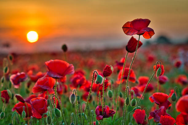 istock After a sunrise in a poppy field. 1440030273
