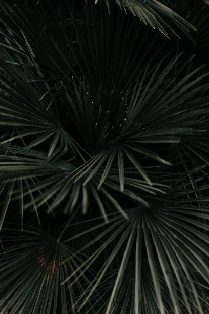 istock Greyscale shot of beautiful palm tree leaves 1440030811