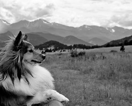 A shallow focused greyscale shot of a beautiful collie dog in mountainous fields