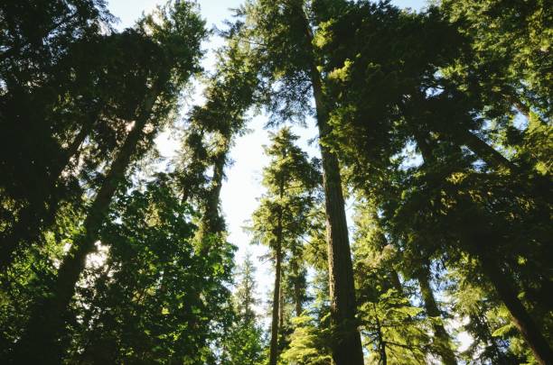 istock Low angle shot of trees in a forest with sunlight shining through the leaves 1440031018