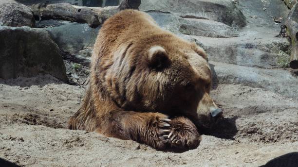 istock Selective closeup shot of a grizzly bear lying down 1440031105