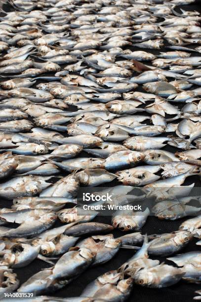 Vertical Closeup Shot Of A Bunch Of Fish With The Concept Of Pollution Stock Photo - Download Image Now