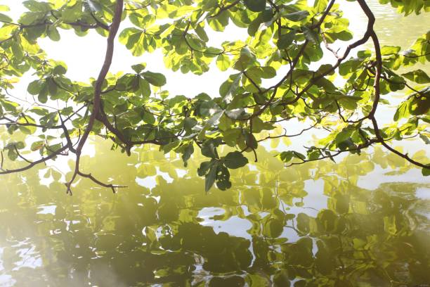 nahaufnahme von schönen grünen blättern, die tagsüber im wasser reflektiert werden - grass maple tree nature dew stock-fotos und bilder