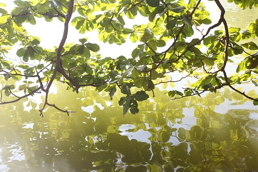 A closeup shot of beautiful green leaves reflected in the water during daytime