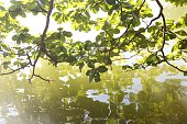 istock Closeup shot of beautiful green leaves reflected in the water during daytime 1440031734
