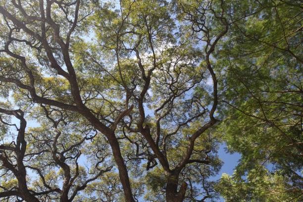 istock Low angle shot of a tree with green leaves under the beautiful cloudy sky 1440031749
