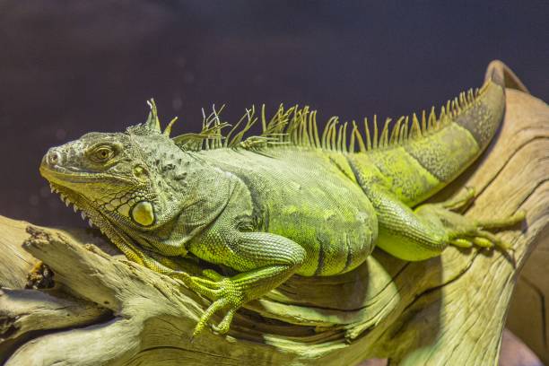 primo piano di una grande iguana verde sdraiata su un pezzo di legno - claw rainforest outdoors close up foto e immagini stock