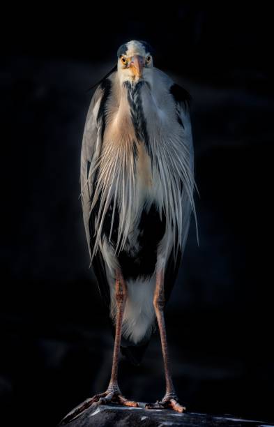 istock Vertical selective closeup shot of Great blue heron with a black background 1440032308