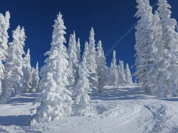 istock Ski tracks through fresh deep powder between snow covered trees. Brilliant blue sky behind. 1440032426