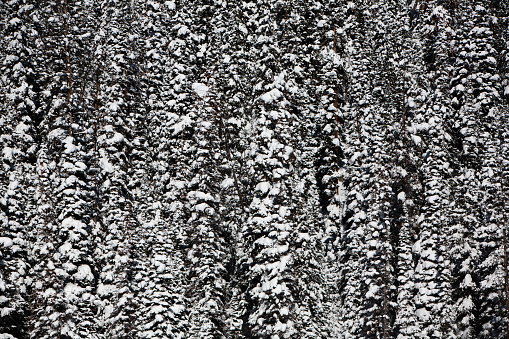 Dense forest of snow covered spruce and pine trees.