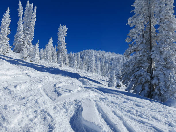 istock Ski tracks through fresh deep powder between snow covered trees. Brilliant blue sky behind. 1440032433