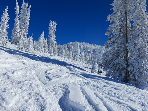 Ski tracks through fresh deep powder between snow covered trees. Brilliant blue sky behind.