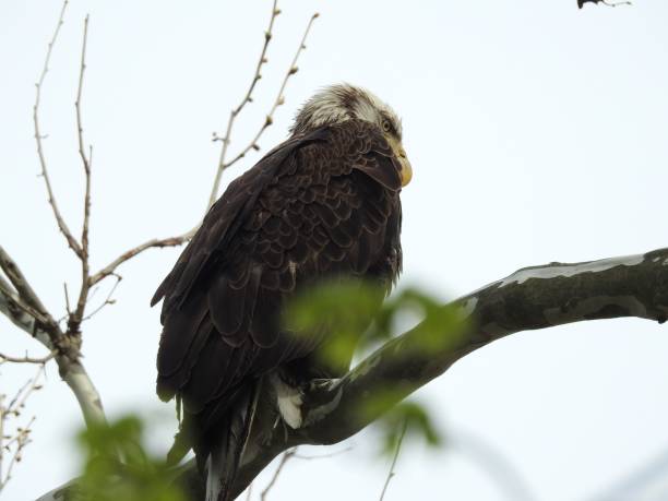 istock Low angle shot of an angry hawk standing on a tree branch with a white background 1440032585