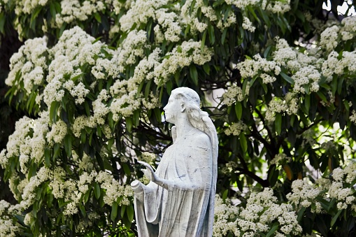 A close shot of a female statue with white flowers in the background