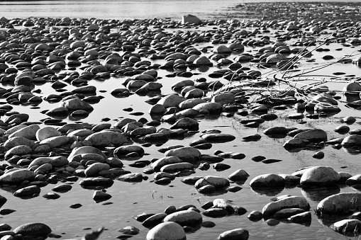 A beautiful shot of rocks and a broken tree in the water in black and white