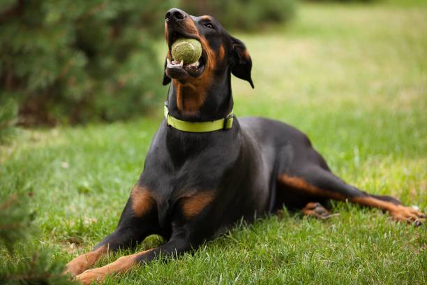 perro doberman adulto acostado sobre hierba verde y masticando una pelota de tenis - doberman fotografías e imágenes de stock