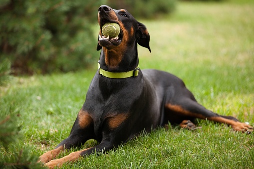 An adult Doberman type of dog laying on green grass and chewing a tennis ball