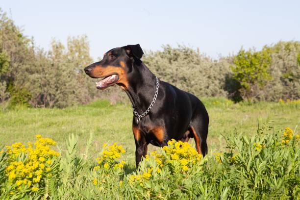 istock Selective focus shot of an adorable puppy playing on grass 1440032945