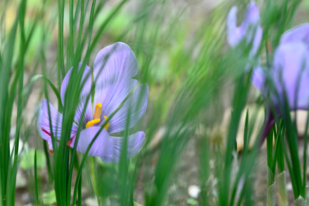 Flower of Crocus sativus, saffron crocus. with vivid crimson stigma and styles collected and dried as seasoning and colouring agent in food.