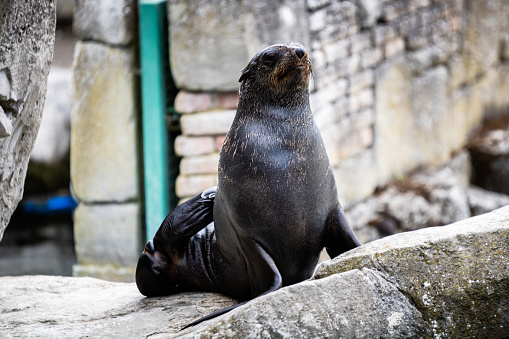 A cute fur seal on the rock