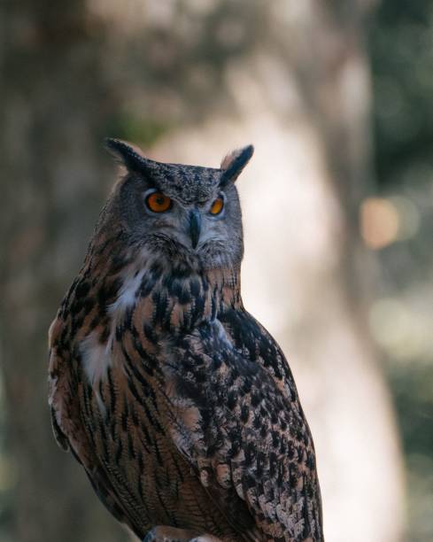 istock Vertical closeup of a Eurasian eagle-owl captured against a blurred background 1440033394