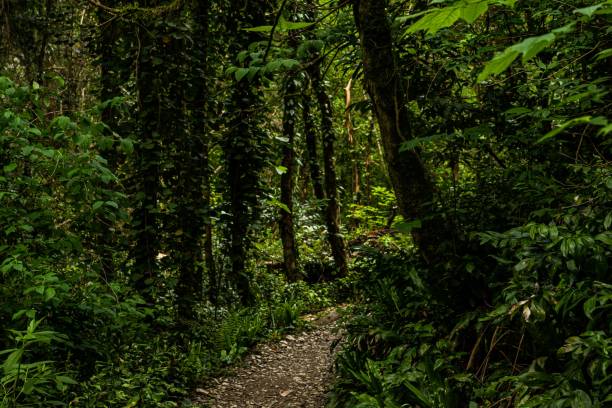 istock Trail in a dense forest with tall and leafy trees 1440033767