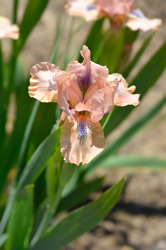 Standard Dwarf Bearded Iris Chanted flower - Latin name - Iris Chanted