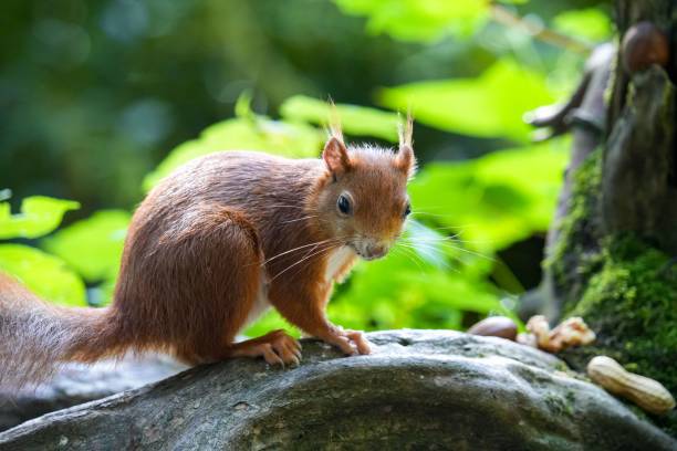 istock Small cute squirrel on the tree branch, close-up 1440034681