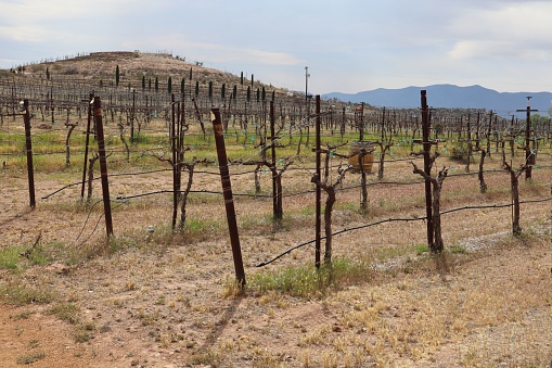 A beautiful vineyard rows at a winery in Verde Valley, Arizona, USA
