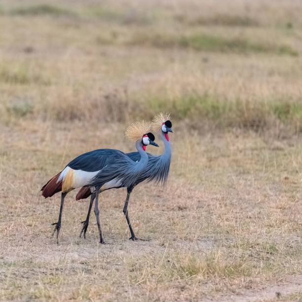 istock Gray Crowned Cranes standing on grassland 1440034941