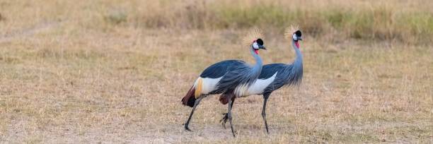 istock Gray Crowned Cranes standing on grassland 1440034942