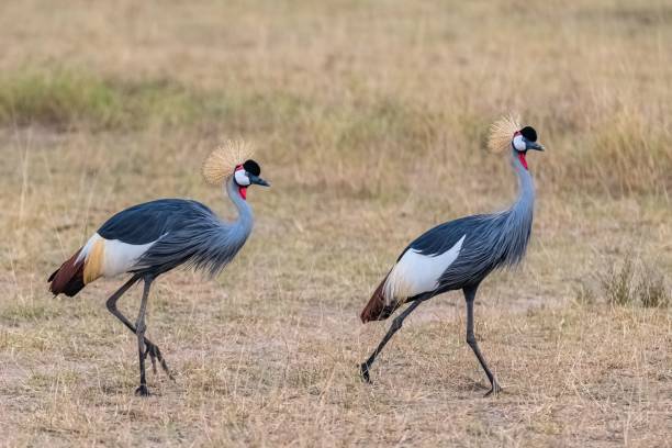 istock Gray Crowned Cranes standing on grassland 1440034944