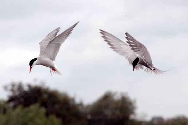 A selective closeup shot of white common tern birds