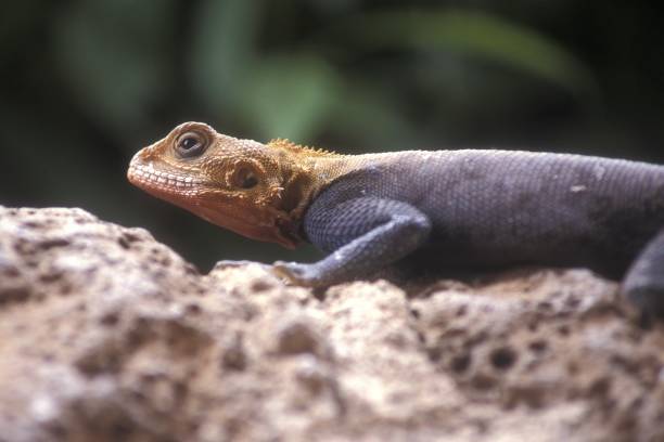 istock Selective closeup shot of an orange and gray agama 1440035292