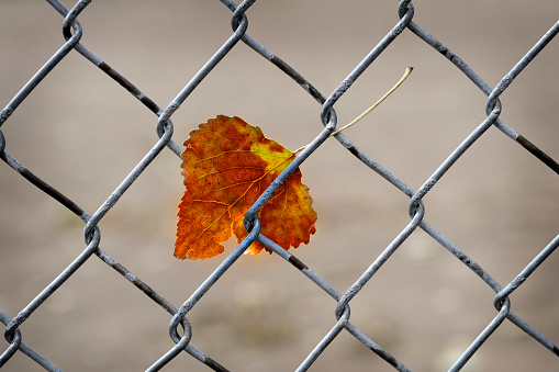 Fall autumn leaf caught in chain link fence nature and industry