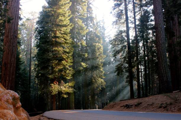 istock Beautiful scenery of forest trees and greenery 1440035466