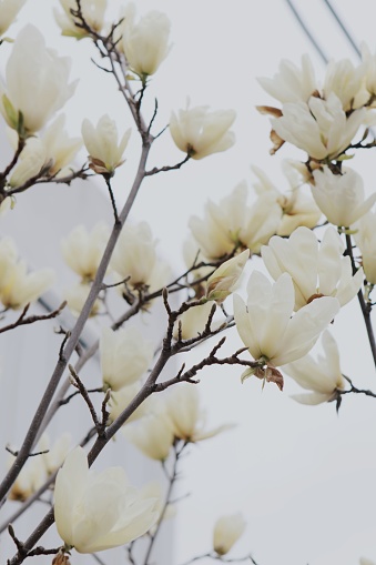 Foto flores blancas sobre fondo blanco – Imagen Planta gratis en Unsplash Foto flores blancas sobre fondo blanco – Imagen Planta gratis en Unsplash