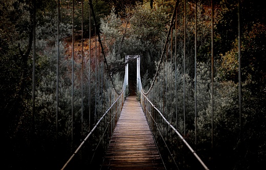 A beautiful horizontal shot of a long bridge surrounded by high trees in the forest