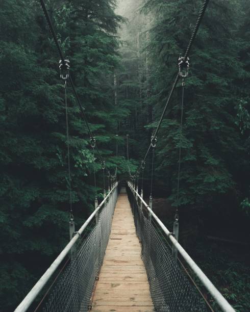 ponto de vista foto de uma ponte suspensa estreita em uma floresta espessa e bonita - vertical color image vancouver sea - fotografias e filmes do acervo