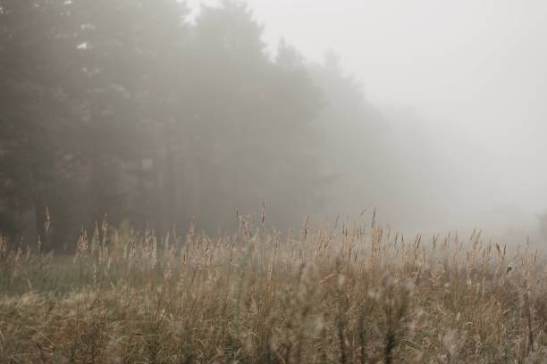 背景がぼやけた霧の中の麦畑の美しいショット - morning cereal plant fog corn crop ストックフォトと画像