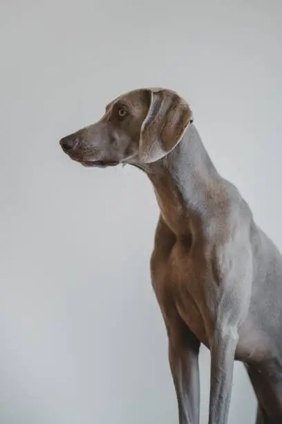 A portrait of a Blue Weimaraner dog on a gray background