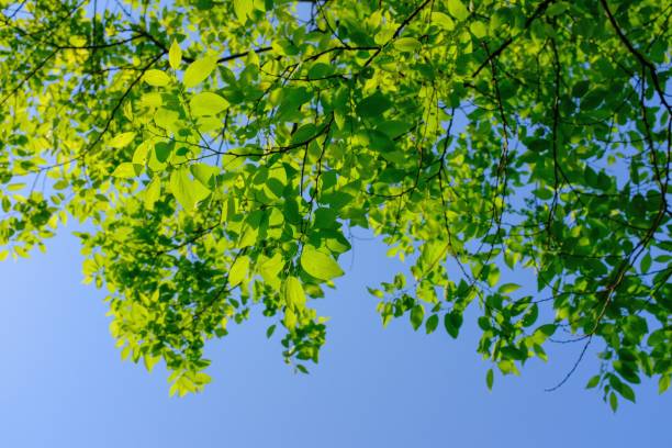 istock Low angle shot of a green leaf tree branches with a clear sky in the background at daytime 1440036725