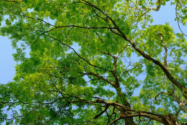 istock Low angle shot of a green-leafed tree with a clear sky in the background at daytime 1440036732