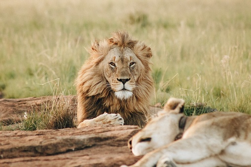 A female lion or lioness (panthera leo) is sitting in the green plains. Shot in wildlife in the Masai Mara, Kenya.